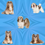 Dog Fabric, Lhasa Apso Fabric, Cotton or Fleece on blue, 3020 - Beautiful Quilt 