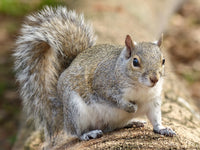 Squirrel Fabric