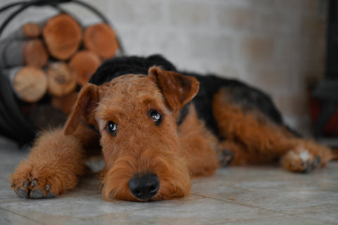 Airedale Fabric