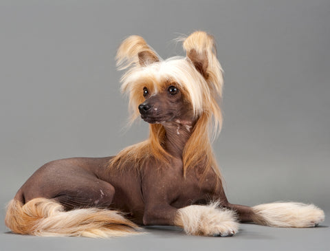 Chinese Crested Fabric