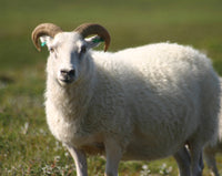 Sheep Fabric