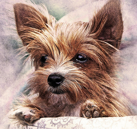 Yorkshire Terrier Fabric