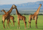 African Animal Fabric, Custom Print Panel, Giraffe Herd 20-5519 - Beautiful Quilt 