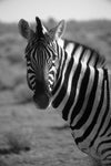 African Animal Fabric Zebra 1375 - Beautiful Quilt 