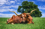 Farm Fabric, Cow Fabric, Texas Longhorn 5823 - Beautiful Quilt 