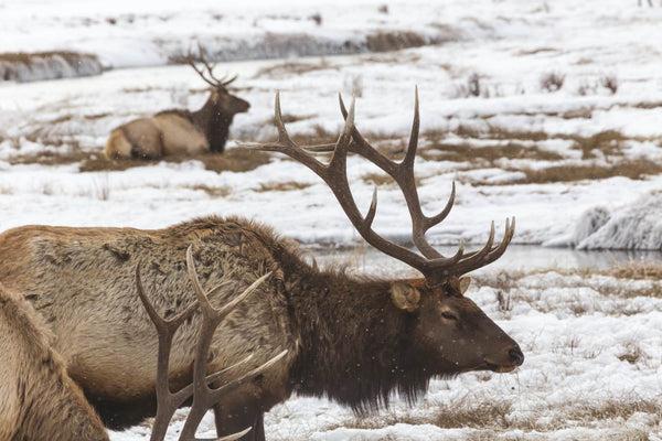 Wildlife Fabric, Elk Fabric, Custom Print Fabric, Deer in Snow 5414 - Beautiful Quilt 