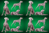 Dog Fabric, Weimaraner Fabric Dogs all over, Cotton or Fleece, 3800 - Beautiful Quilt 