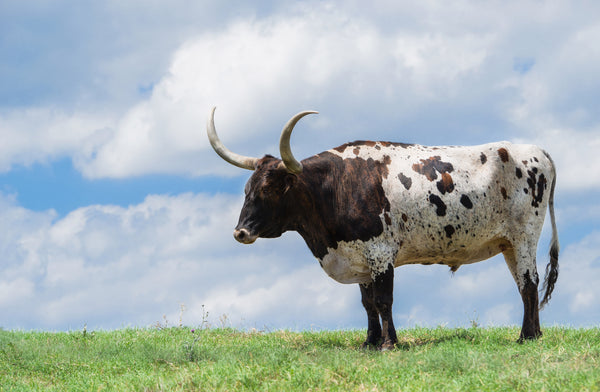 Farm Fabric, Custom Print Texas Longhorn Cow waiting on the sun 5824 - Beautiful Quilt 
