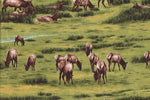 Wildlife Fabric Elk Fabric The Elk Gathering Elks in Meadow 4058 - Beautiful Quilt 