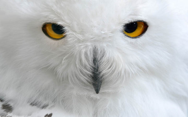 Bird Fabric, Custom Printed Panel, Owl Face in the Snow 20-5678 - Beautiful Quilt 