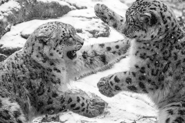 African Animal Fabric, Leopard Fabric Snow Leopards Fighting Cubs 3832 - Beautiful Quilt 