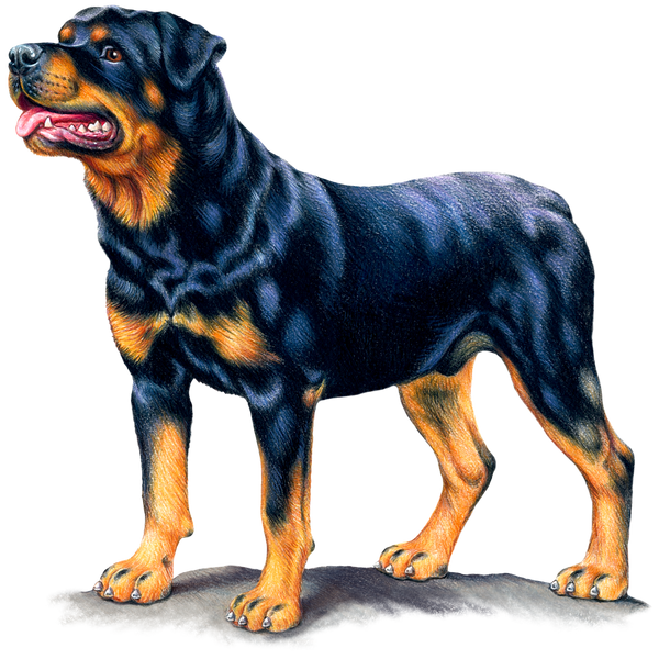 Tribal Rottweiler Dog Fabric, Rottweiler Fabric Panel 1853 - Beautiful Quilt