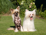Dog Fabric, Chinese Crested Dog Fabric Panel, Twins 1861 - Beautiful Quilt 