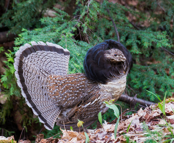 Bird Fabric, Hunting Fabric, Ruffed Grouse 1251 - Beautiful Quilt