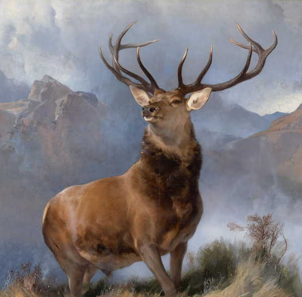 Wildlife Fabric, Deer Fabric, Monarch of the Glen 1711 - Beautiful Quilt 