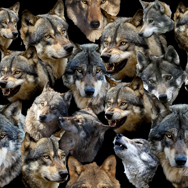 Wolf Fabric, Wolf Faces Fabric, Cotton or Fleece, 4108 - Beautiful Quilt 