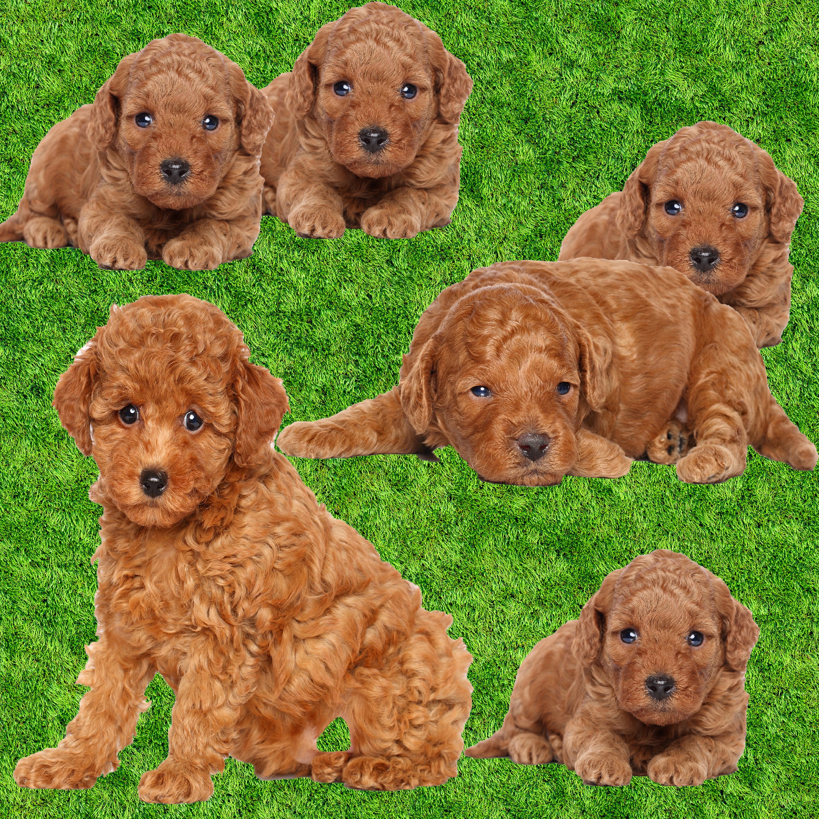 Dog Fabric, Apricot Poodle Fabric, Puppy Cut, Cotton or fleece