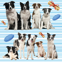 Dog Fabric, Border Collies on a Blue Stripe, Cotton or Fleece, 3315 - Beautiful Quilt 