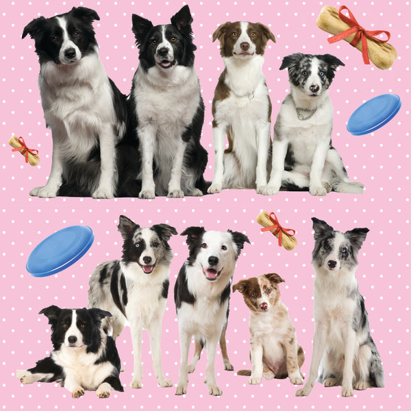 Dog Fabric, Border Collies on Pink, Cotton or Fleece, 3314 - Beautiful Quilt 