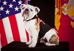 Military Fabric, Marine Fabric, Bulldog Mascot Fabric Panel 1597 - Beautiful Quilt 