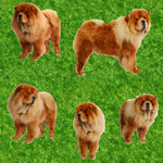 Dog Fabric, Chow Chow Fabric, Cotton or Fleece 1716 - Beautiful Quilt 