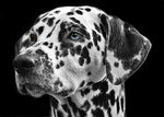 Dog Fabric, Dalmatian Fabric Panel, Black and White 1849 - Beautiful Quilt 