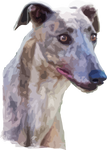 Dog Fabric, Greyhound Fabric Watercolor 1481 - Beautiful Quilt 