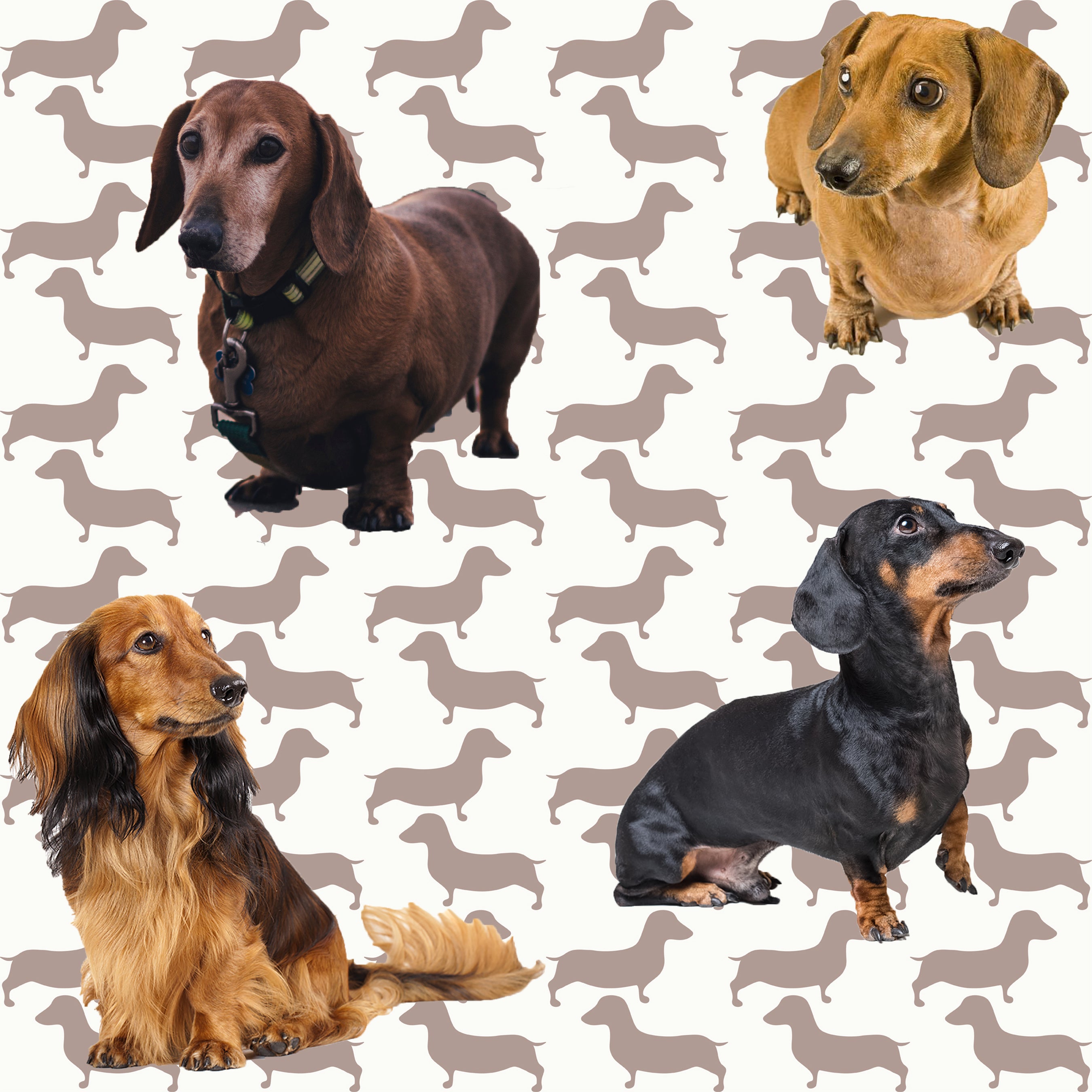 Weiner shop dog fabric