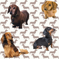 Dog Fabric, Dachshund Fabric, Doxie Fabric, All Doxie Fabric 1363 - Beautiful Quilt 