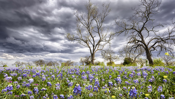 Landscape Fabric, Custom Print Panel, Texas Stormy Bluebonnet Field 5825 - Beautiful Quilt 