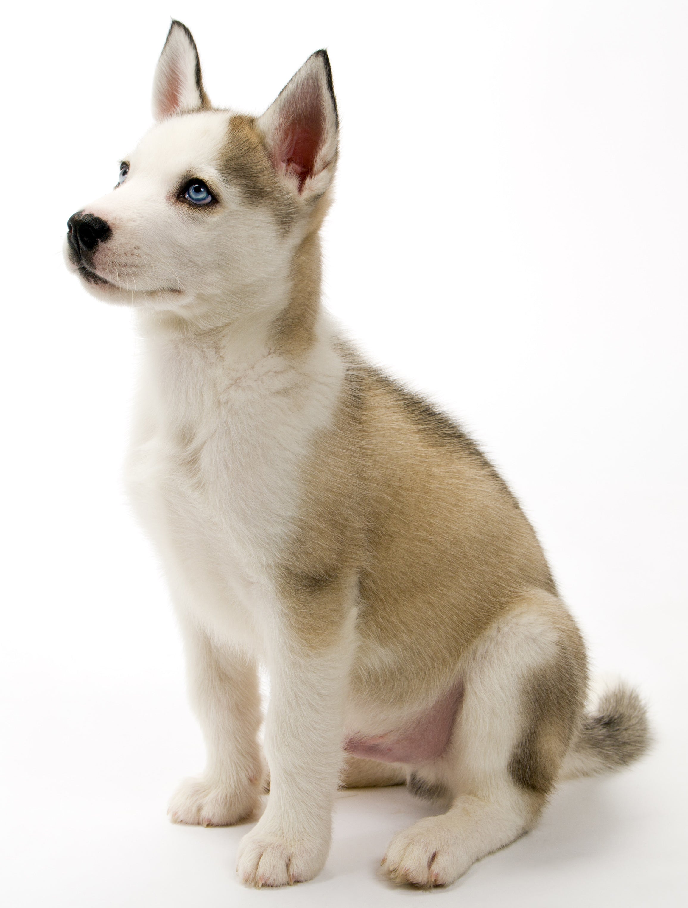 DUSTY HUSKY 1st YxKxLページ DUSTY HUSKY 1st YxKxLページ DUSTY HUSKY 1st YxKxLページ