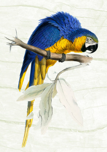 Bird Fabric, Parrot Fabric, Watercolor Blue 470 - Beautiful Quilt 