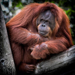 Asian Animal Fabric Orangutan Fabric, Orangutan sitting in a tree 1338 - Beautiful Quilt 