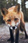 Wildlife Fabric, Fox Fabric, Here's looking at You 1374 - Beautiful Quilt 