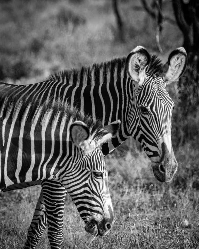 Home › African Fabric, Z-12, Zebra Fabric, Two Zebra in Black and White ...