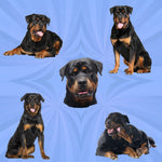 Dog Fabric, Rottweiler Fabric on Blue, Cotton or Fleece, 3356 - Beautiful Quilt 