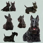 Dog Fabric, Scottish Terrier on Green, Cotton or Fleece 1630 - Beautiful Quilt 