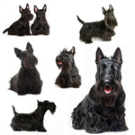 Dog Fabric, Scottish Terrier on White, Cotton or Fleece 1627 - Beautiful Quilt 