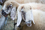 Farm Fabric, Sheep Fabric, Goat Fabric 1331 - Beautiful Quilt 