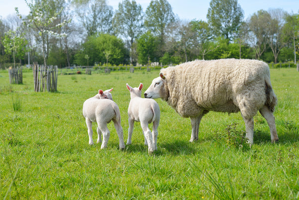 Farm Fabric, Sheep Fabric, Mom and Babies 1328 - Beautiful Quilt 