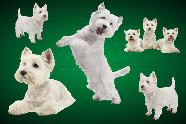 Dog Fabric, Westie Fabric on Green, Cotton or Fleece, 3785 - Beautiful Quilt 